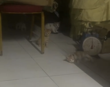有6只橘色小猫免费领养