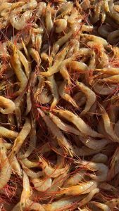 新鲜上水小白虾 大乌头 小黄鱼 海雕