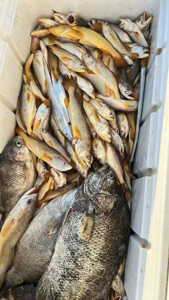 新鲜上水小白虾 大乌头 小黄鱼 海雕