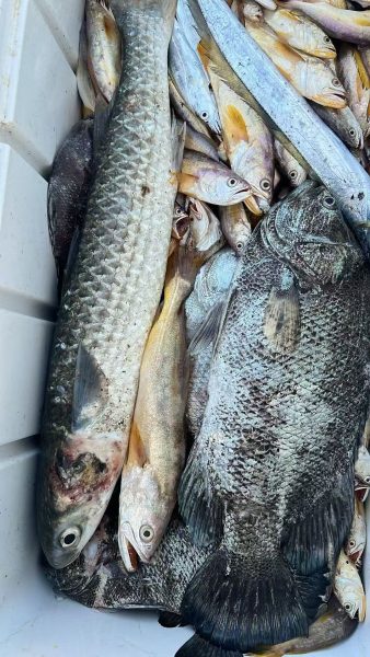 新鲜上水小白虾 大乌头 小黄鱼 海雕