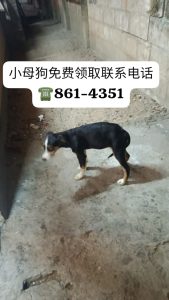 小母狗免费领取