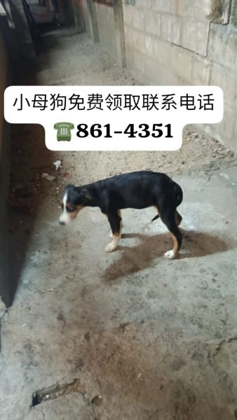 小母狗免费领取